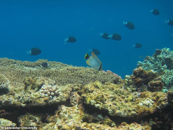 Theory: Experts believe that when coral dies, fish species are forced to change and diversify their diet and habitat.  This causes them to act differently, but not necessarily in their favor as they often use up wasted energy