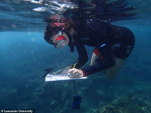 Scientists looked at how fish behaved before and after a mass coral bleaching event, which occurs when corals under stress expel the algae that live within them that give them color and life.