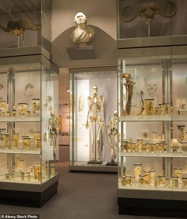 The skeleton used to be pride of place in the Hunterian, named after the Scottish surgeon and anatomist John Hunter, who arranged for the giant's corpse to be kidnapped when it was on its way to being buried at sea.