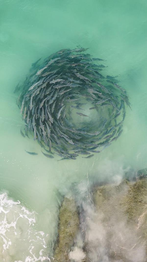 Salmon run in the South West.